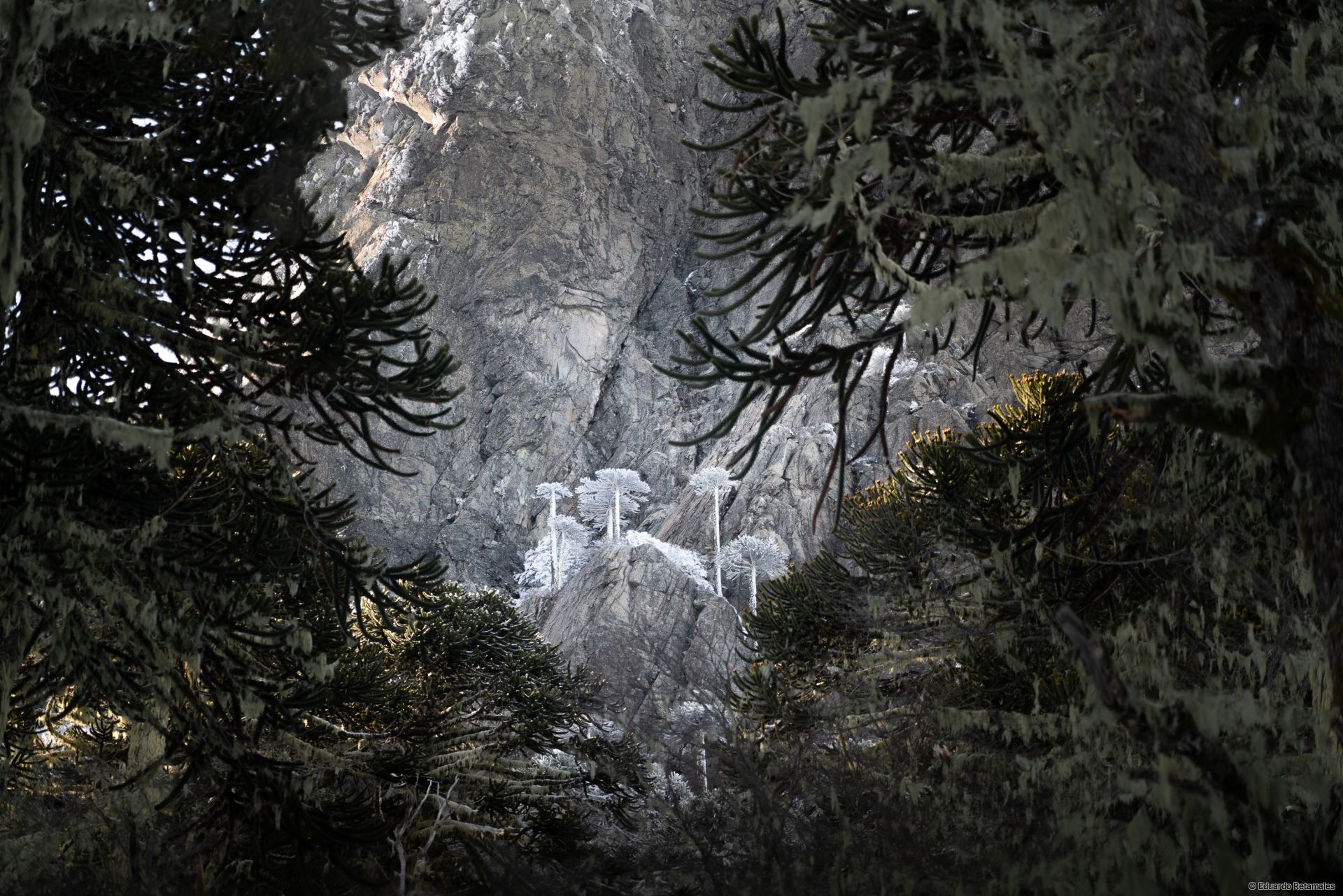 Gefrorene araucarias auf dem Las Peinetas Berg