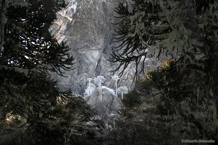 Gefrorene araucarias auf dem Las Peinetas Berg
